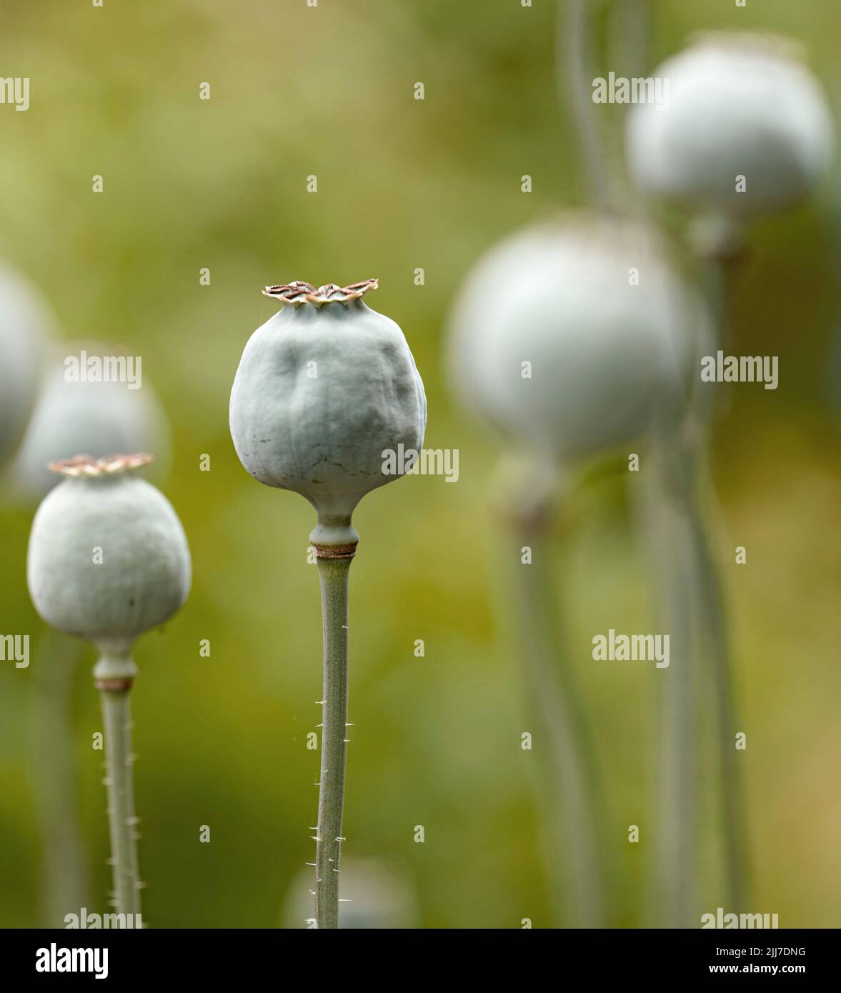 Wild opium or breadseed poppy flowers growing in a botanical garden