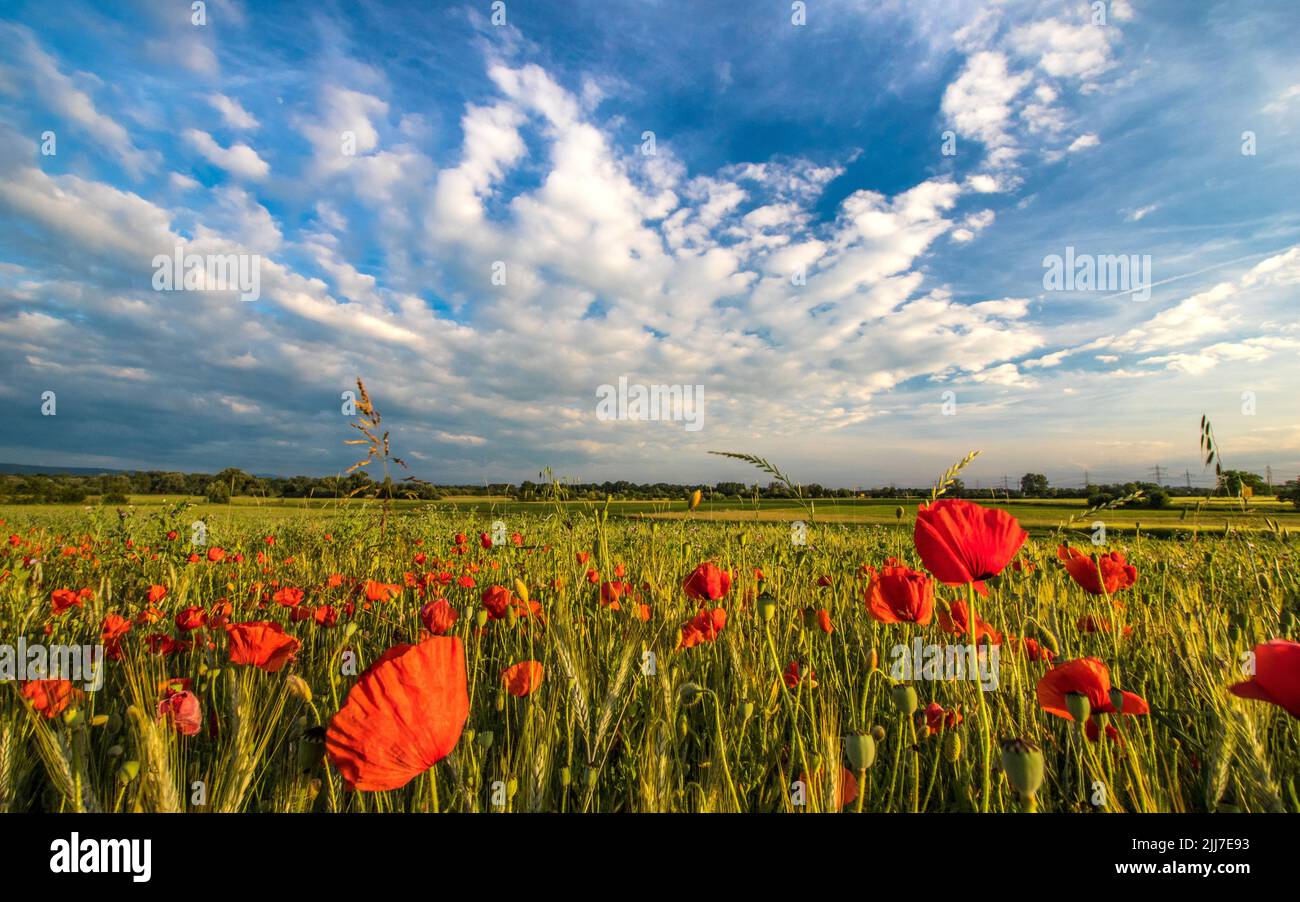 A breathtaking view of a poppy field in the German countryside illuminated by bright sunlight under a beautiful cloudy sky Stock Photo