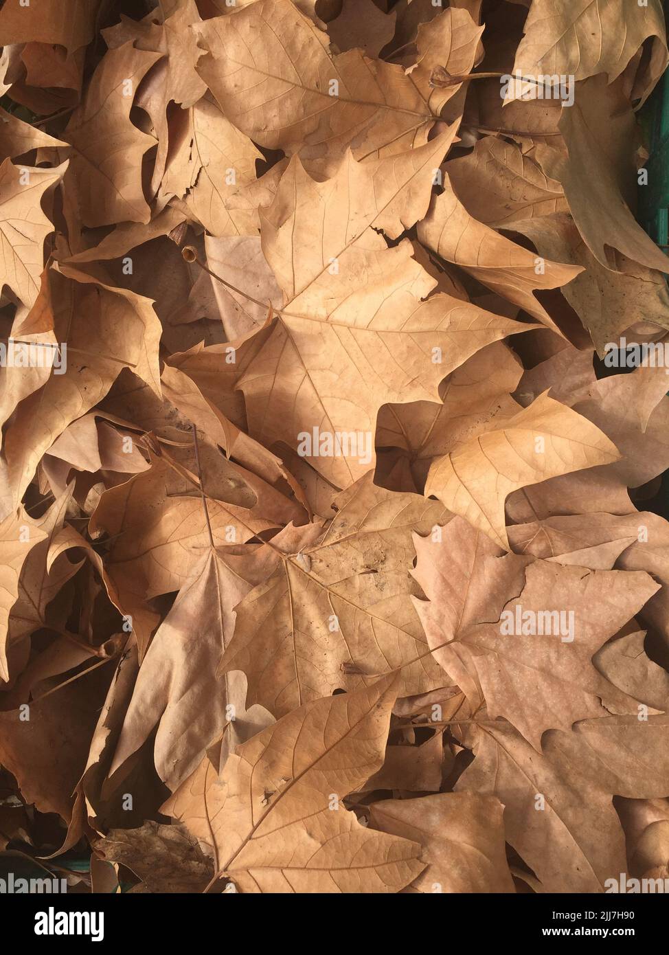 Dry leaves on the ground. Autumn bakground Stock Photo - Alamy