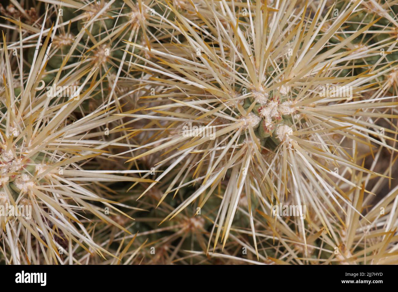 Yellow spines protrude from trichomatic glochidiate areoles of Cylindropuntia Echinocarpa, Cactaceae, native in the North Mojave Desert, Springtime. Stock Photo