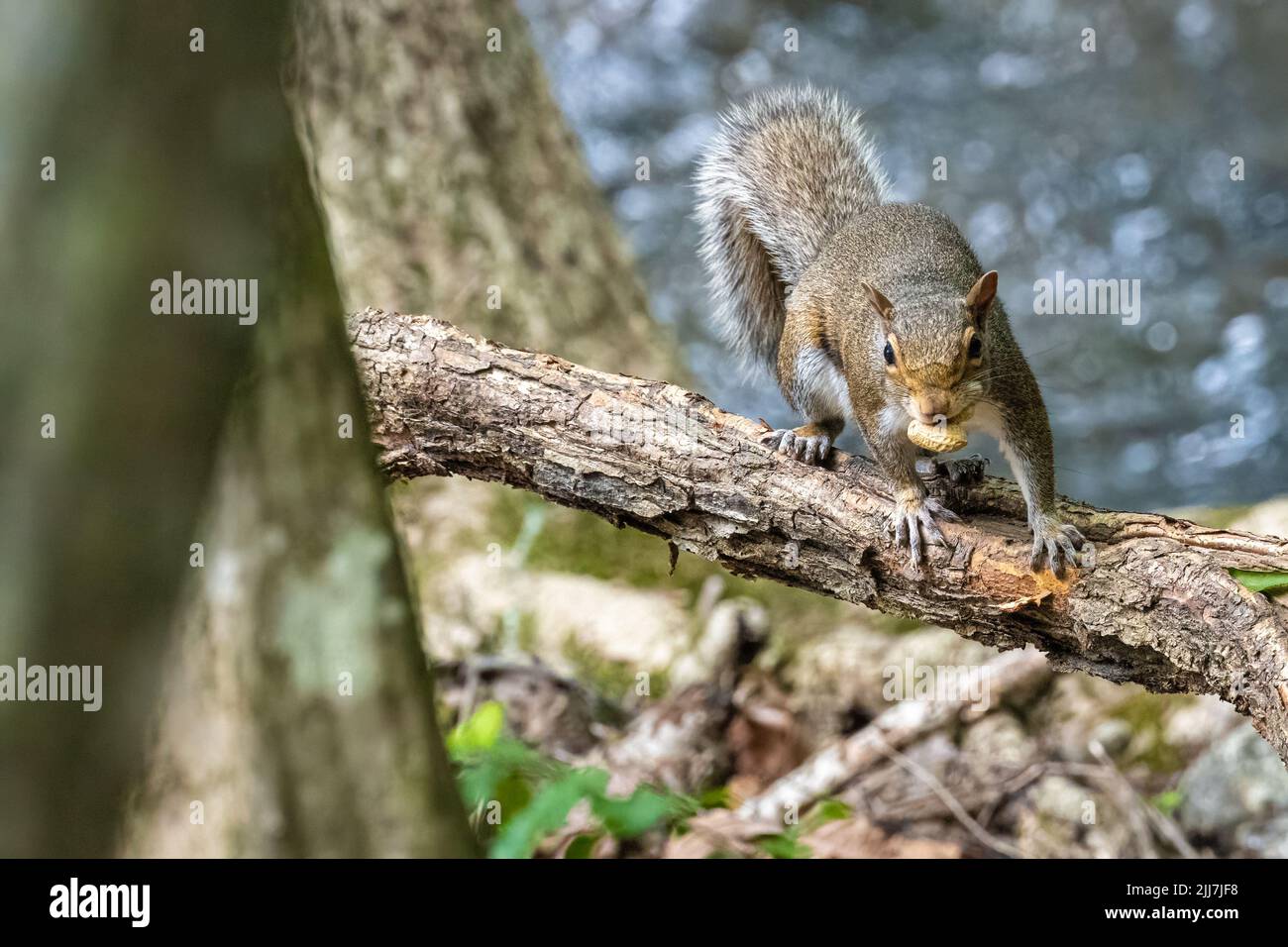 Eastern gray squirrel (Sciurus carolinensis), with two peanuts in its mouth, approaching on tree limb at Meeks Park in Blairsville, Georgia. (USA) Stock Photo