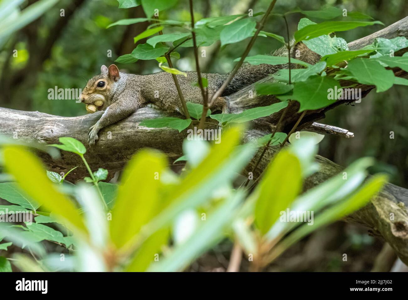 Eastern gray squirrel (Sciurus carolinensis) with two peanuts in its mouth and sprawled on tree limb at Meeks Park in Blairsville, Georgia. (USA) Stock Photo