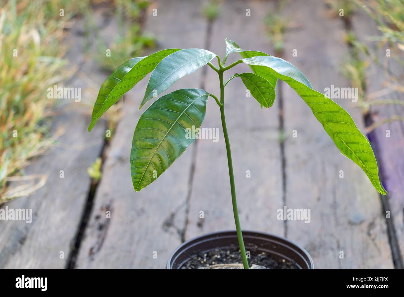 Selective focus shot of a mango tree close up with new fresh leaves growing in container