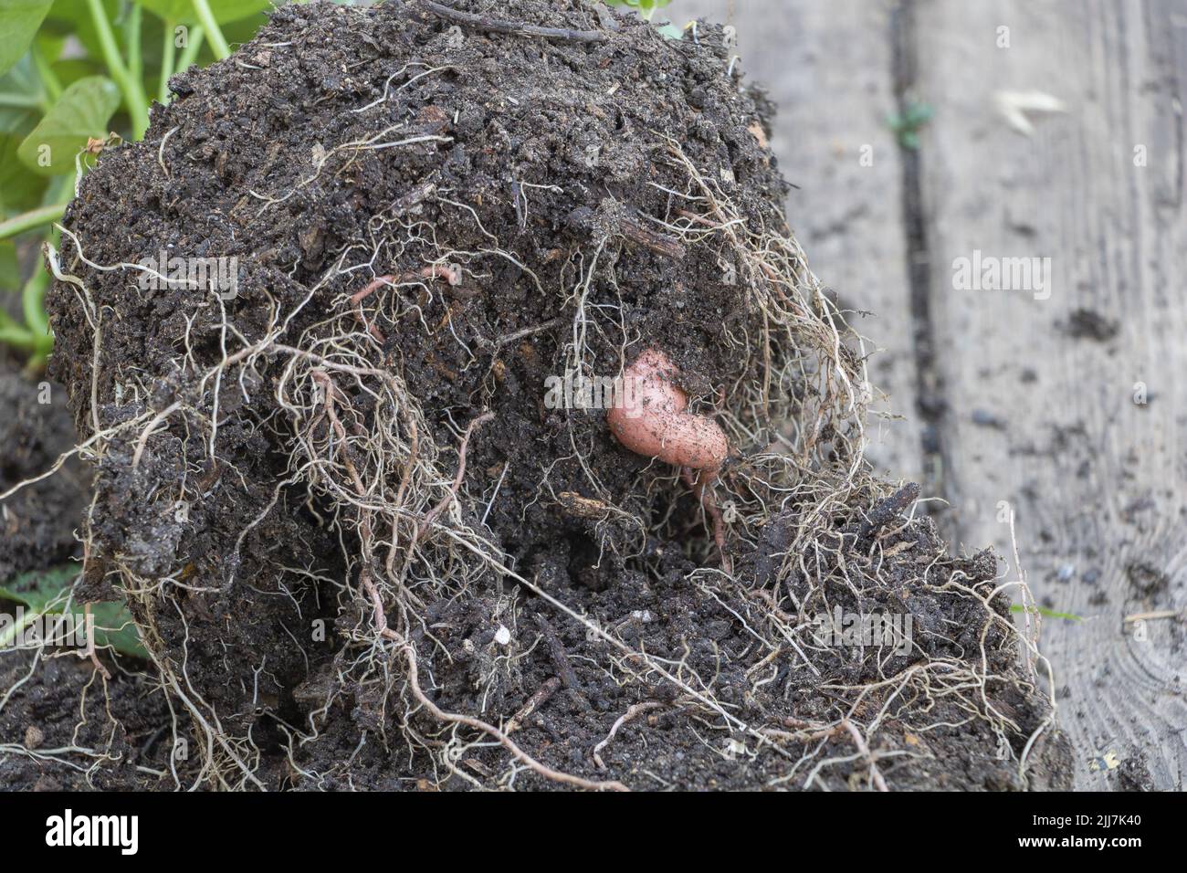Selective focus shot of a small Sweet potato which grew in potted conditions at home Stock Photo