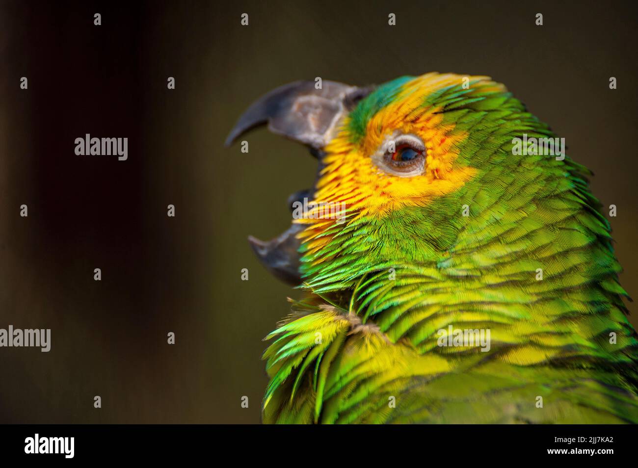Bluefronted Amazon Parrot, a Brazilian bird common on the Amazon
