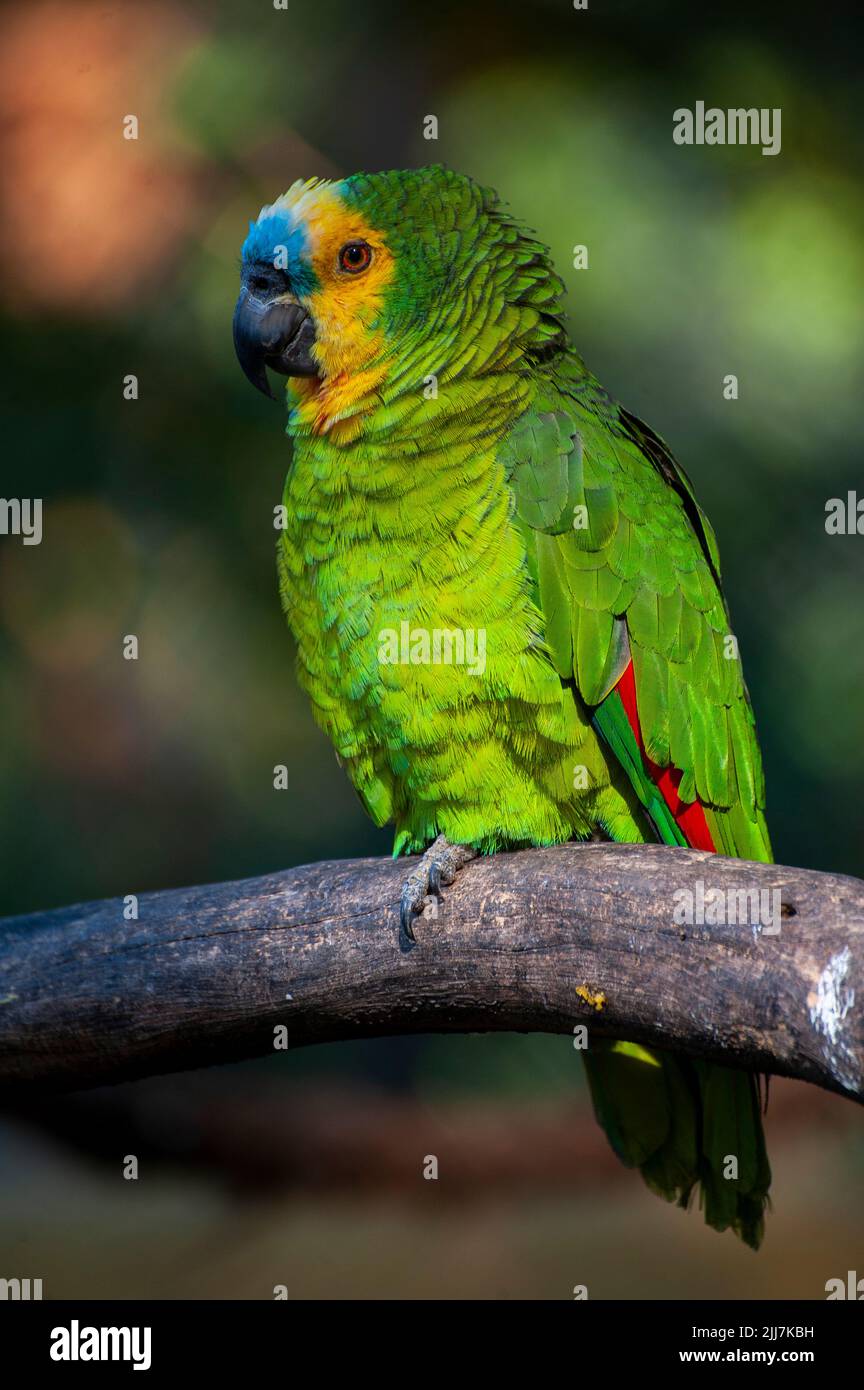 Bluefronted Amazon Parrot, a Brazilian bird common on the Amazon