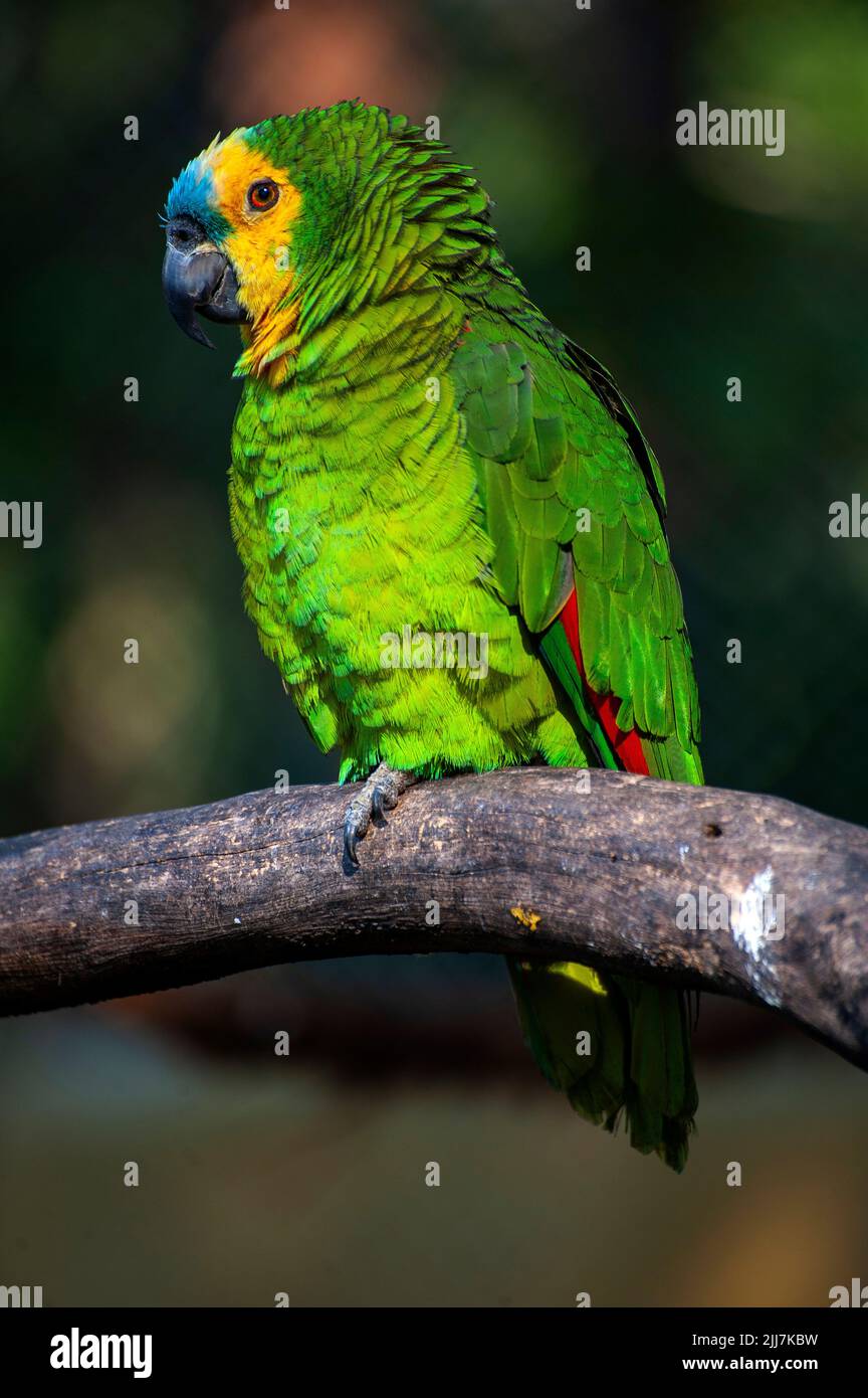 Bluefronted Amazon Parrot, a Brazilian bird common on the Amazon