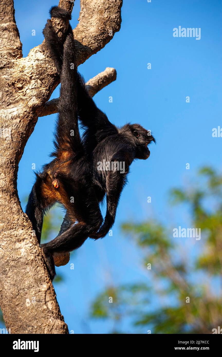 Spider monkey, a primate that has a prehensile tail, very common on the Amazon Forest, Brazil Stock Photo