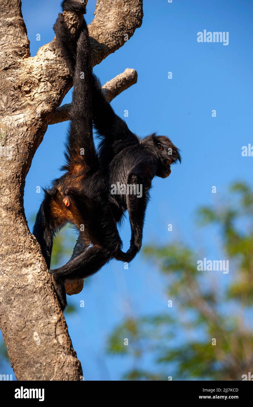 Prehensile tail of a spider monkey hi-res stock photography and images ...