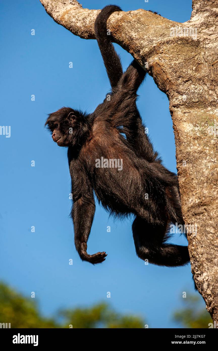 Prehensile tail of a spider monkey hi-res stock photography and images ...