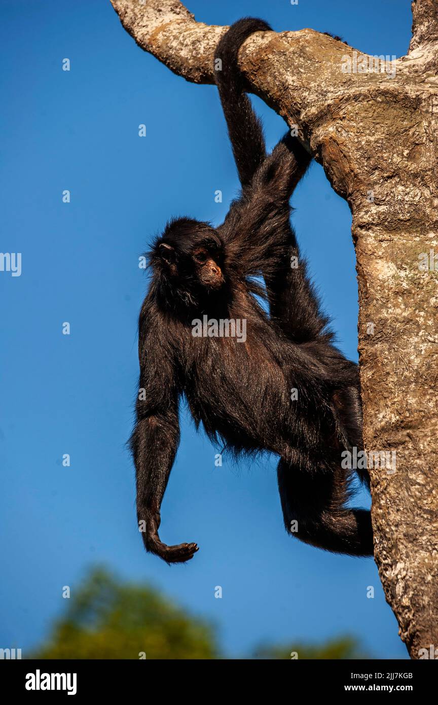 Spider monkey, a primate that has a prehensile tail, very common on the