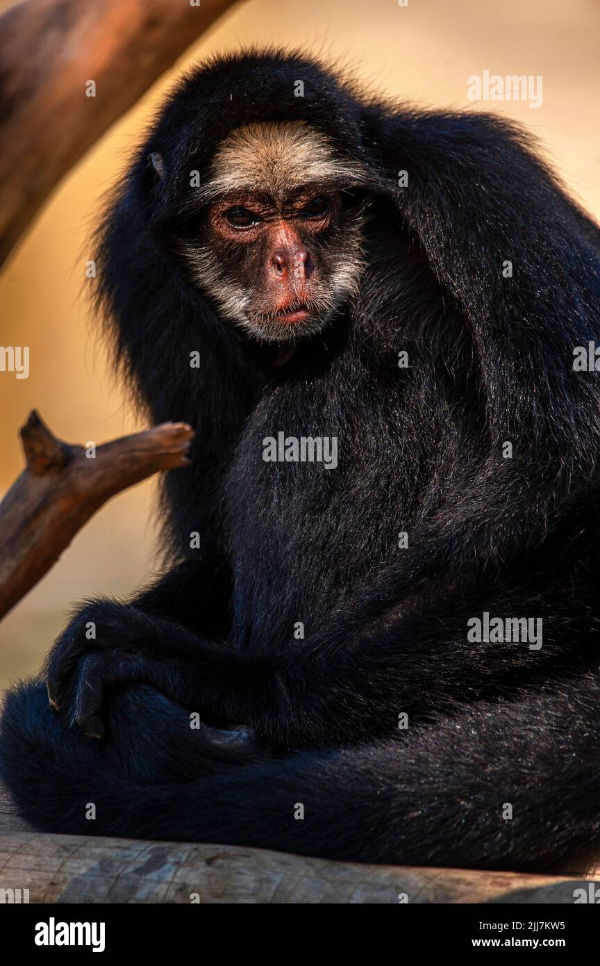 Spider monkey, a primate that has a prehensile tail, very common on the