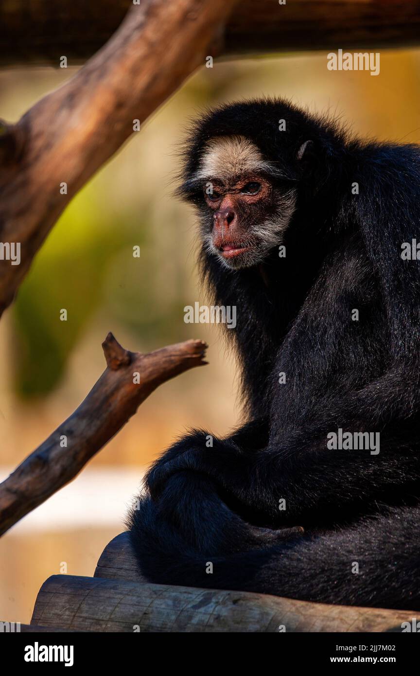 Spider monkey, a primate that has a prehensile tail, very common on the