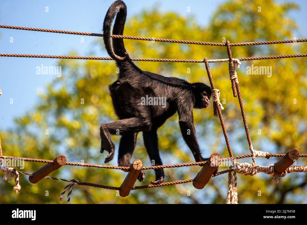 Spider monkey, a primate that has a prehensile tail, very common on the