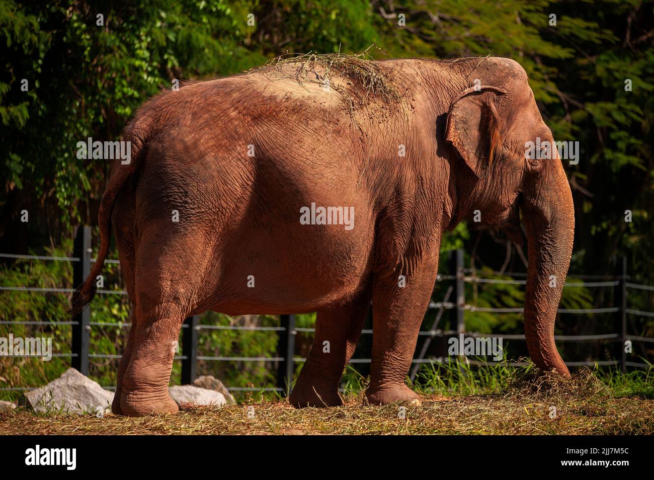 Asiatic elephant has a very tiny ear compared with their African counterpart. Stock Photo