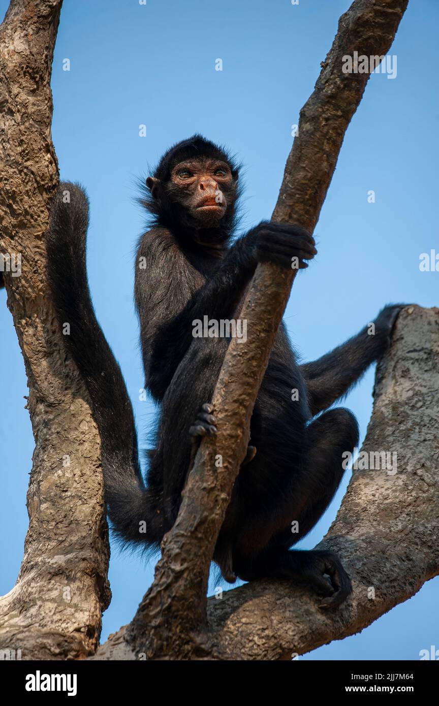 Spider monkey, a primate that has a prehensile tail, very common on the
