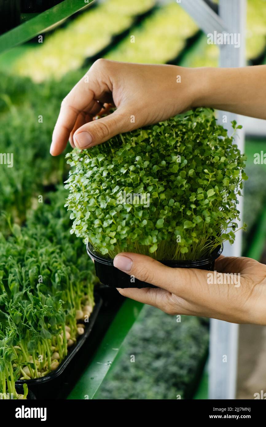 Woman holding box with microgreen, Small business indoor vertical farm. Close-up of healthy vegetarian vitamin fresh food. Microgreens growing Stock Photo