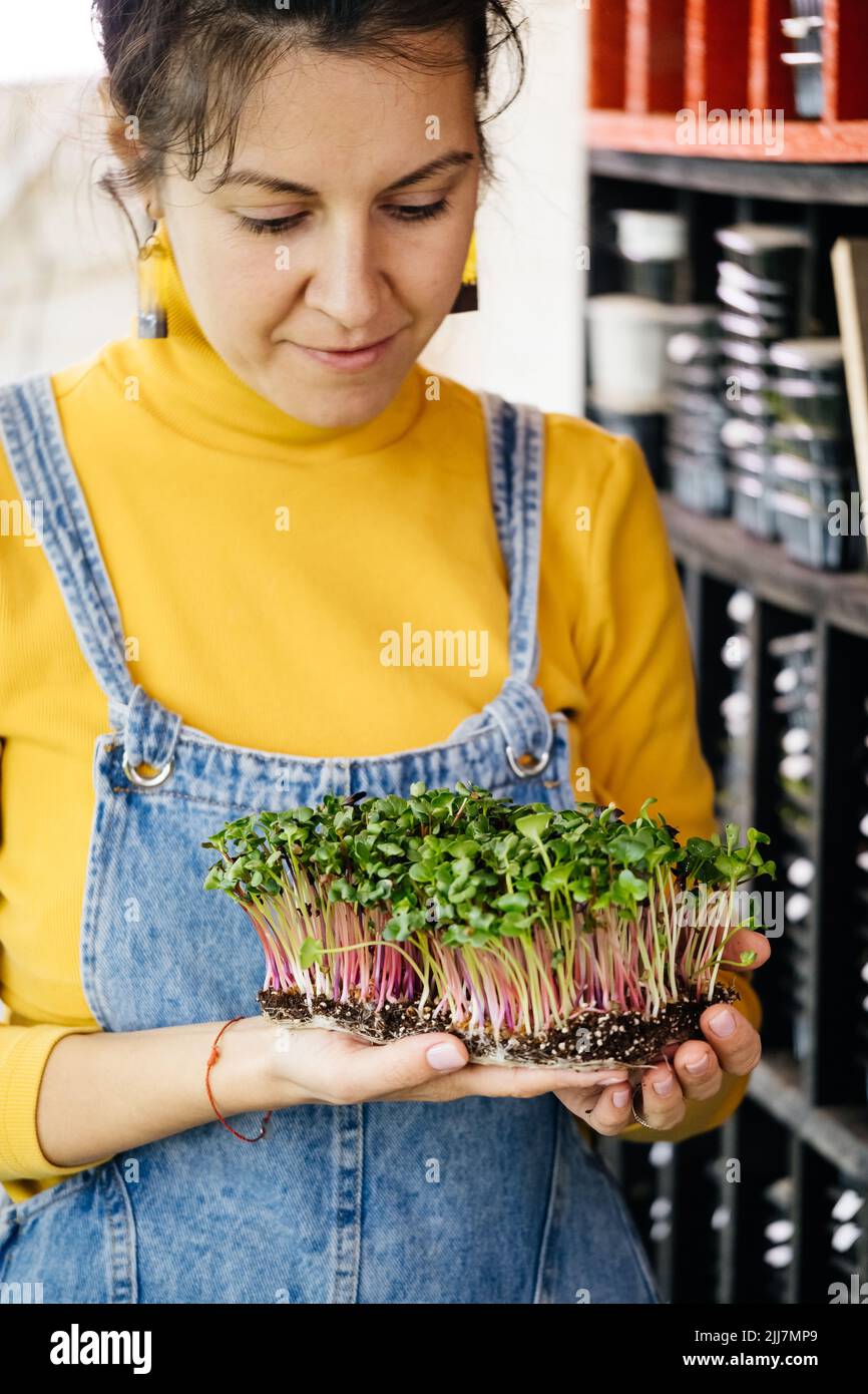 Woman holding box with microgreen, Small private business indoor vertical farm. Healthy vegetarian vitamin fresh food produced at home. Microgreens Stock Photo