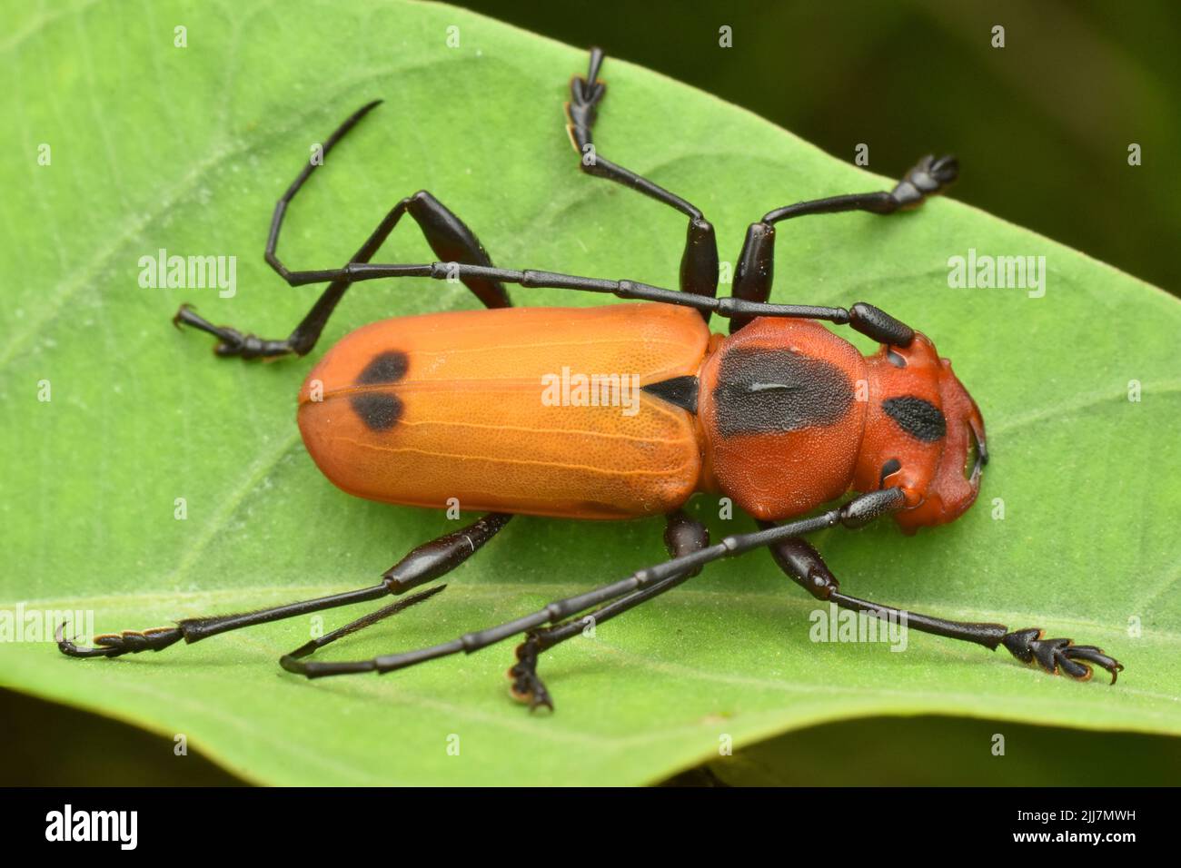 An orange red colored longhorn beetle. Euryphagus maxillosus. Stock Photo