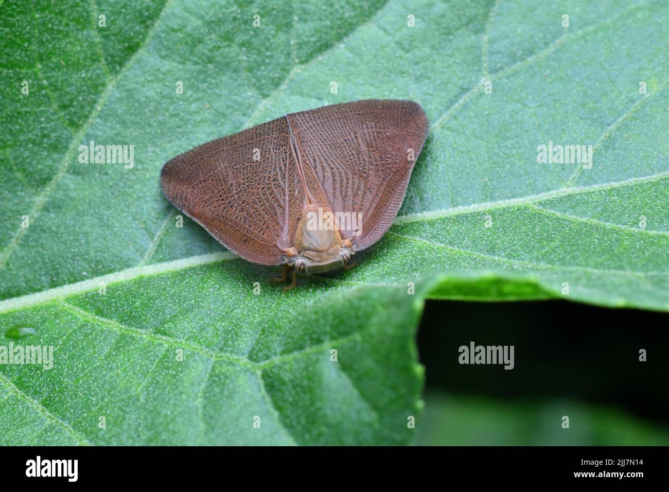 Planthopper life cycle hires stock photography and images Alamy