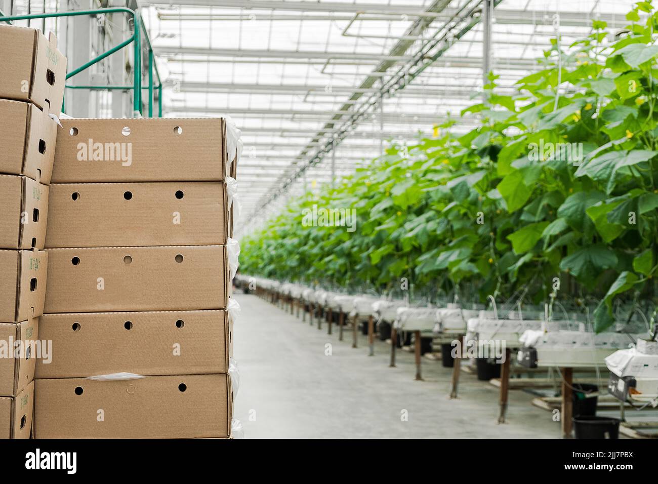 Boxes with fresh ripe cucumber. Organic food and vegetables. Healthy