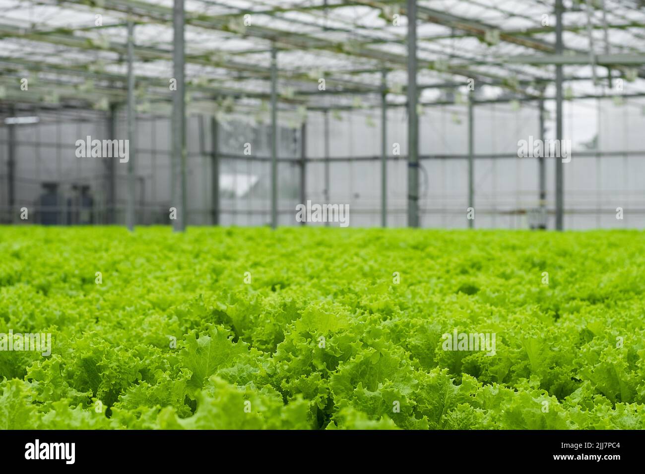 Greenhouse plantation with lettuce greenery. Concept for industrial