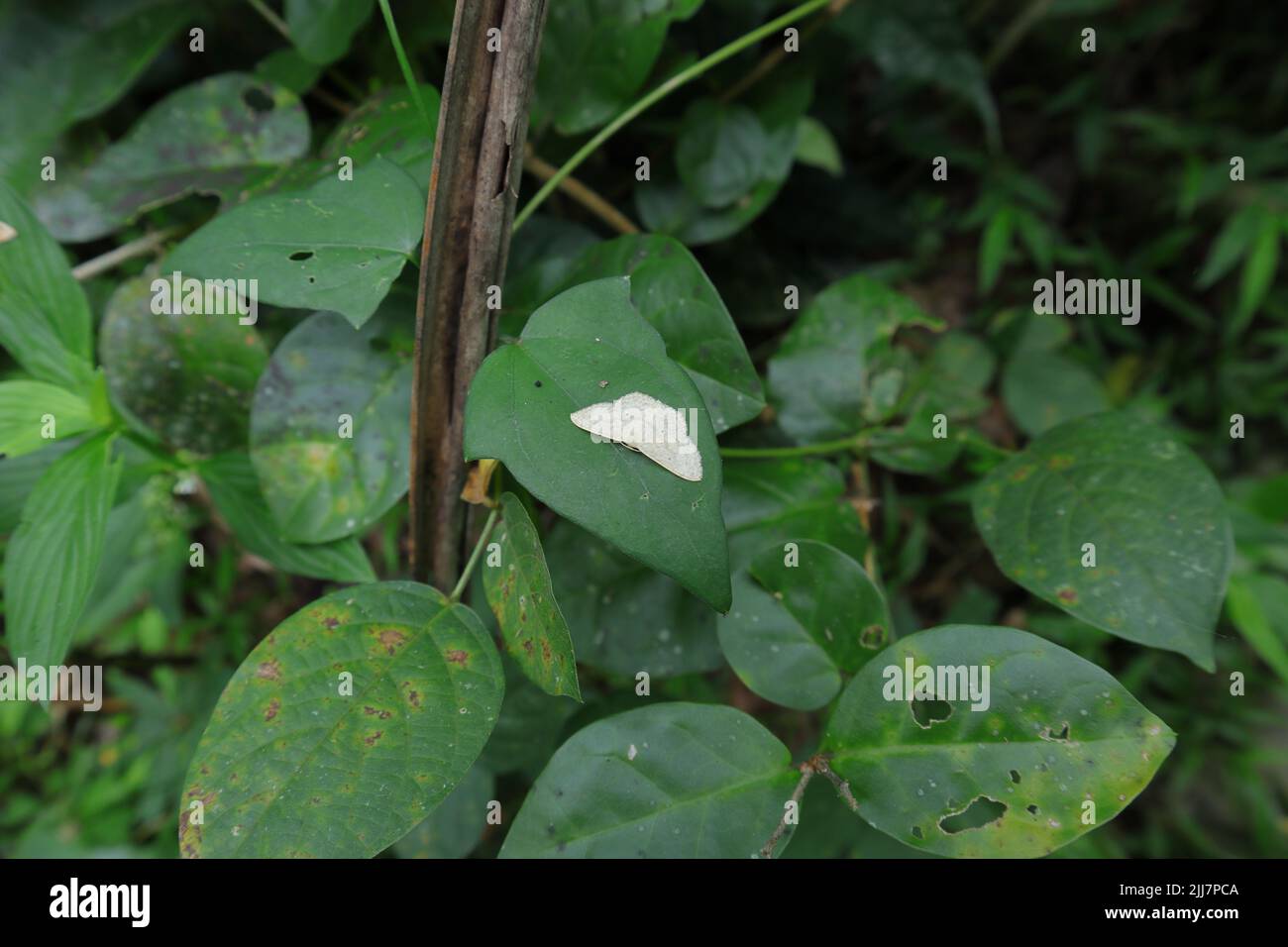 High angle view of a small white moth perched on the surface of a wild green leaf Stock Photo