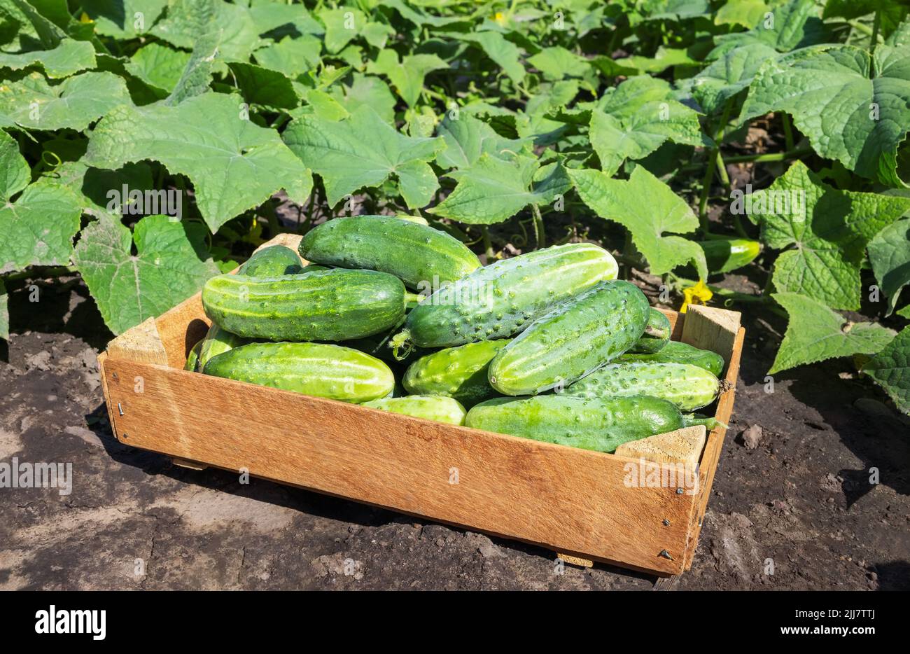 young cucumbers in wooden crate on garden Stock Photo Alamy