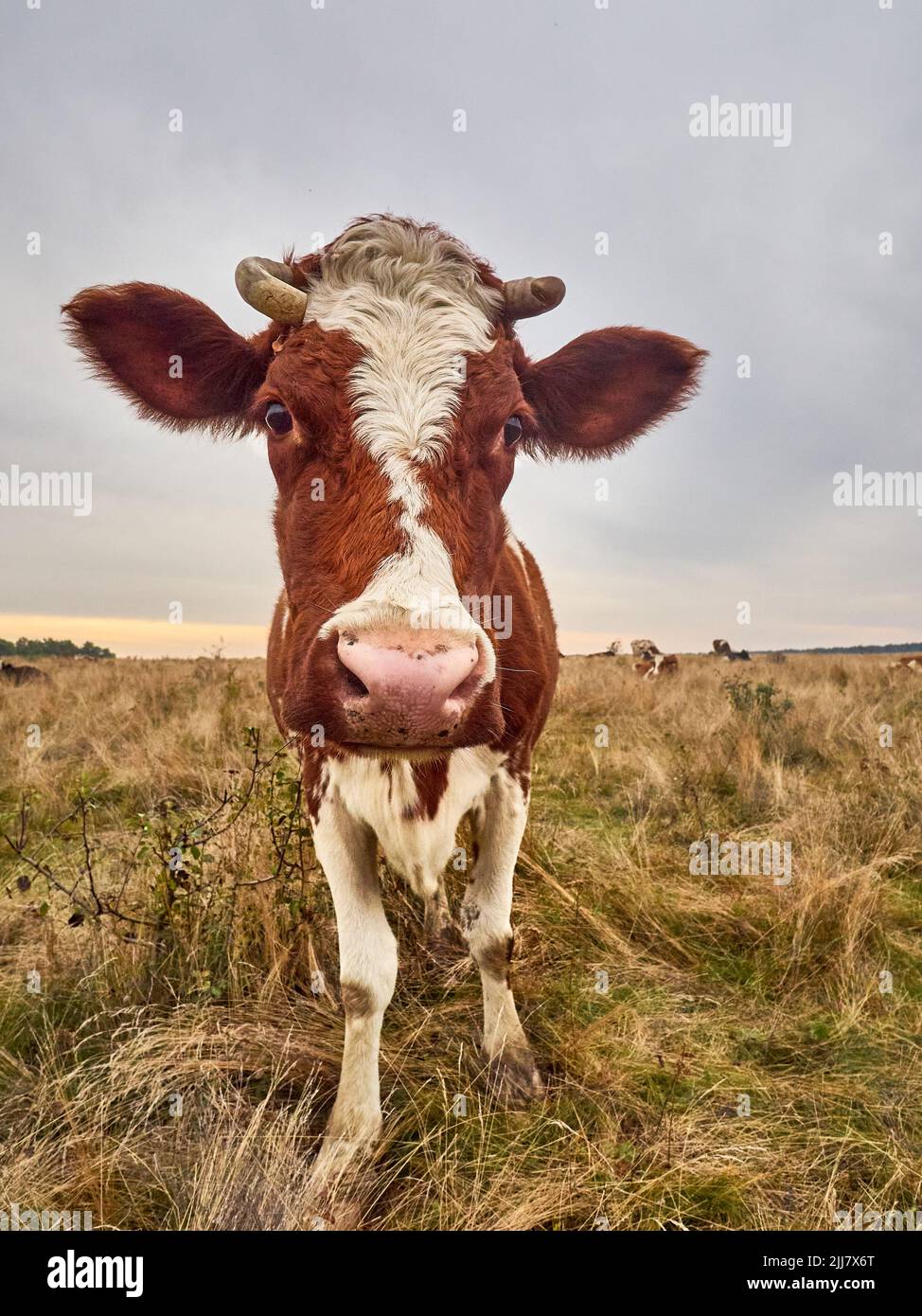 Funny cow looks at the camera Stock Photo - Alamy
