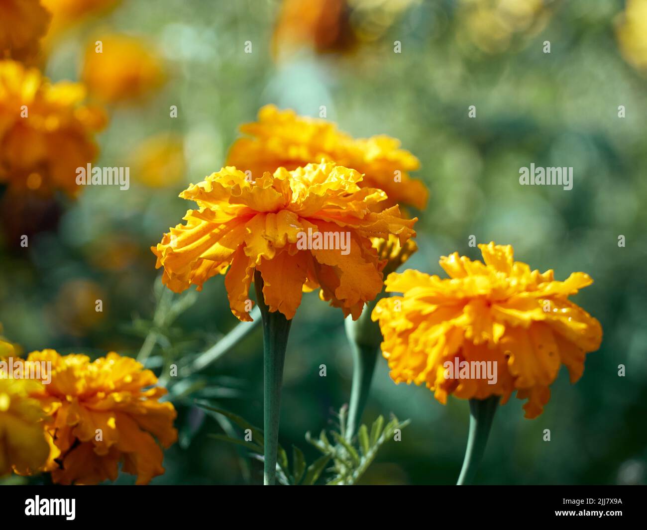 46+ Zierpflanze Tagetes, Tagetes ist eine farbenfrohe blütenpflanze,