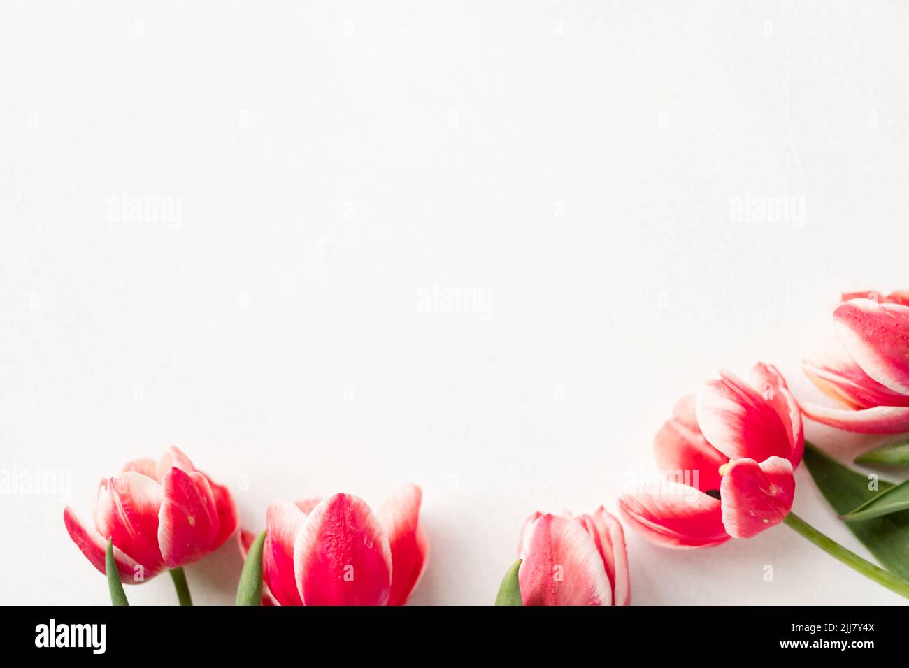 red tulips white floral bouquet composition Stock Photo