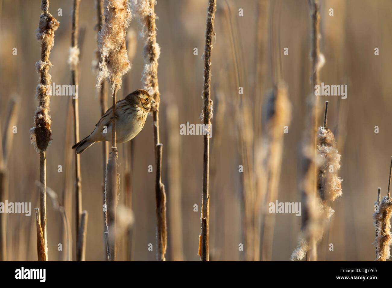 Common reed bunting Emberiza schoeniclus, adult female perched on Common bulrush Typha latifolia, Weston-Super-Mare, Somerset, UK, March Stock Photo
