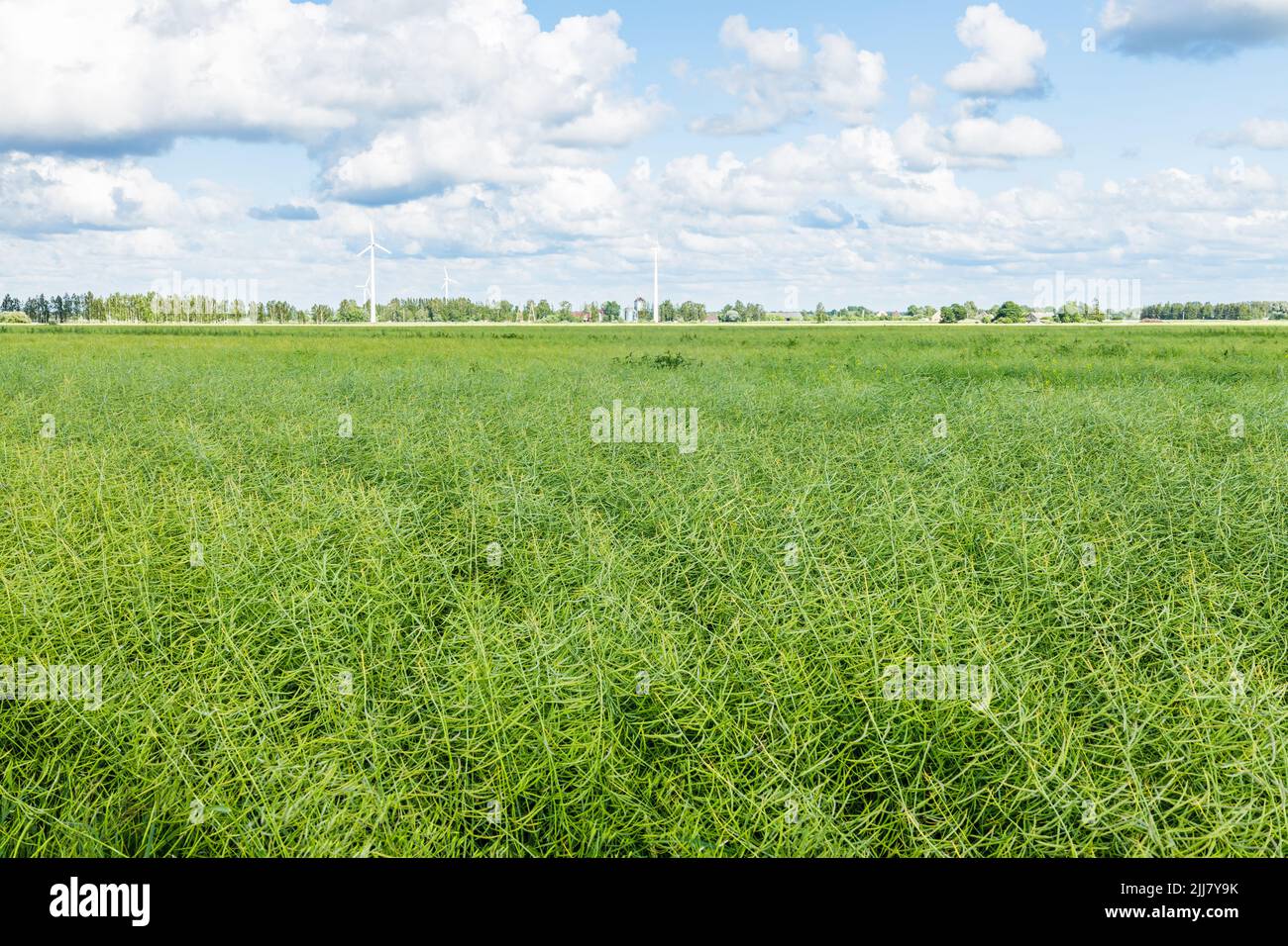 Agricultural field with wind turbines in the background in the countryside Stock Photo