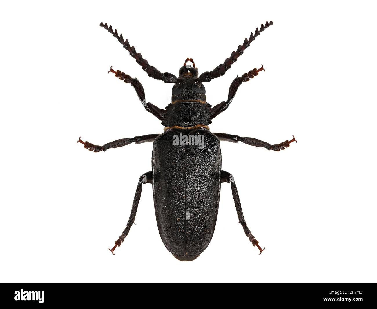 longhorn beetle, Prionus coriarius, isolated on white background, top view Stock Photo