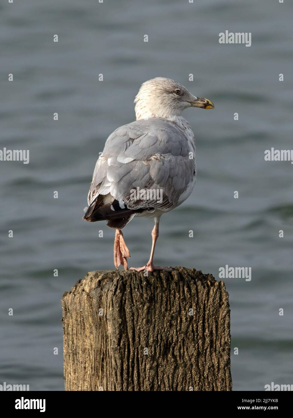 2nd Winter juvenile Herring Gull (Larus argentatus) perched on groyne. rear and back view Stock Photo