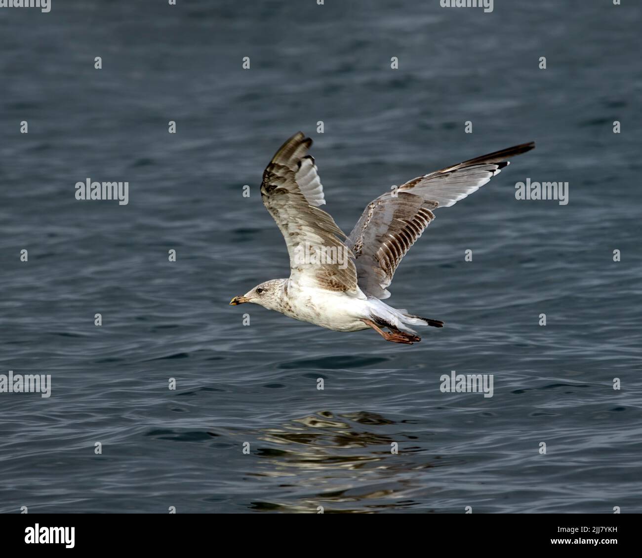 2nd Winter juvenile Herring Gull (Larus argentatus) in flight over sea Stock Photo