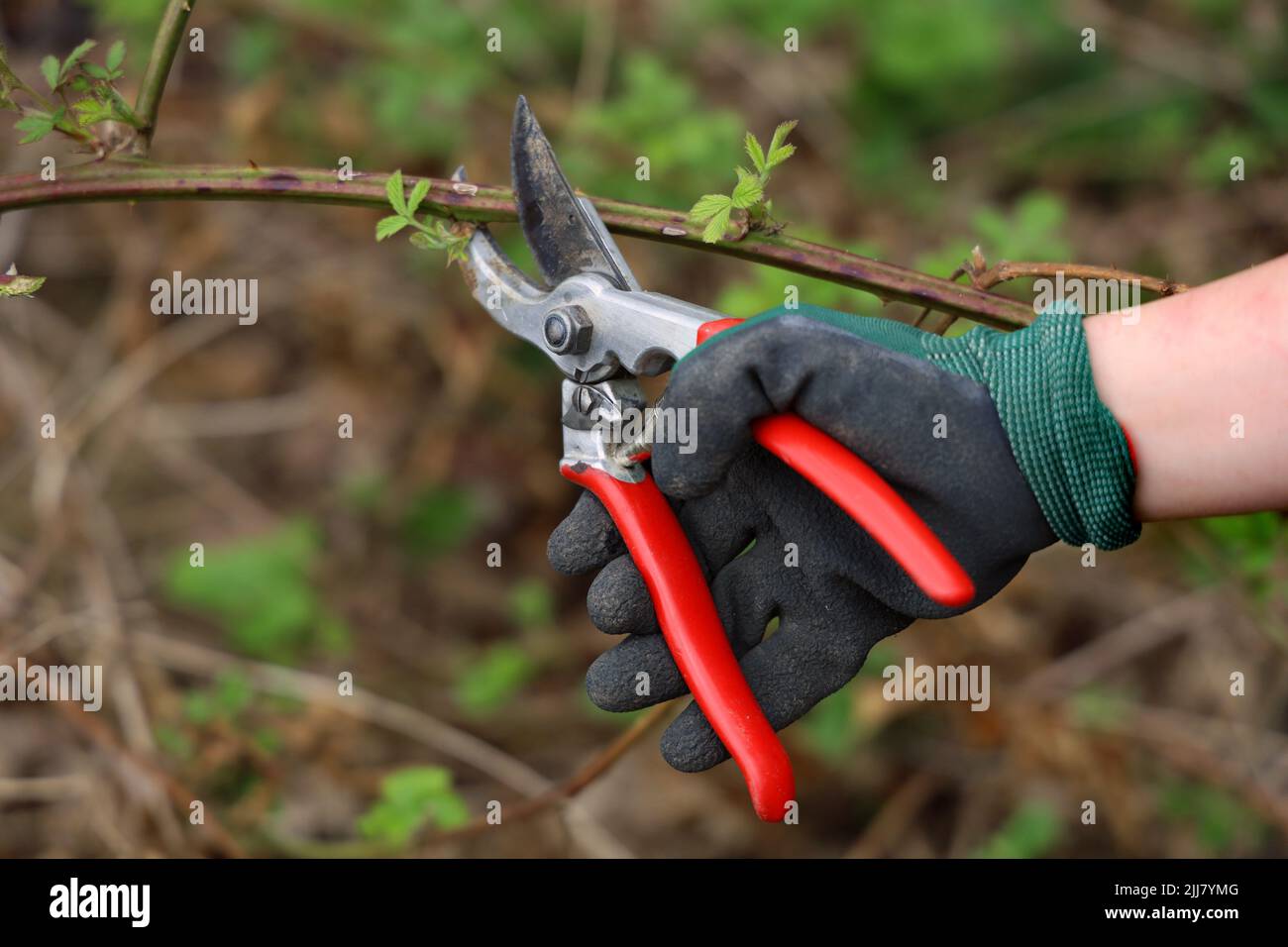 female hand in green gloves cuts thorn bush with red pruning shear Stock Photo