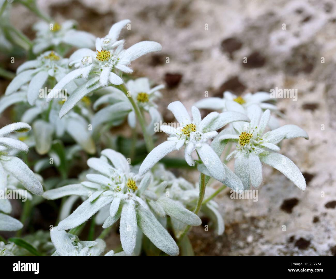 Edelweiss or Leontopodium alpinum blooming in the alps between rocks, closeup of a rare alpine flower Stock Photo