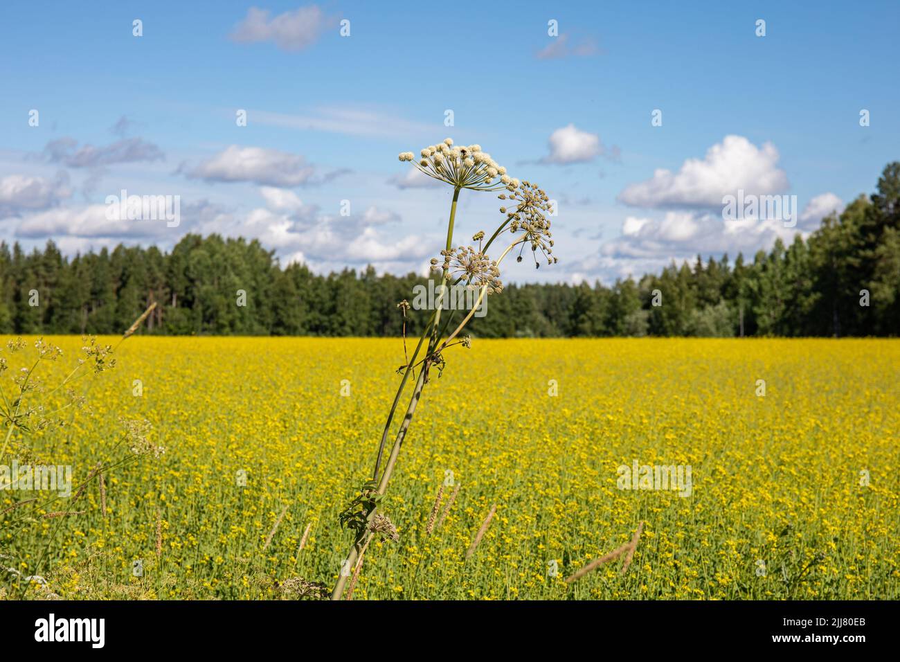Wild angelica or Angelica sylvestris growing by canola field rural countryside of Orivesi, Finland Stock Photo