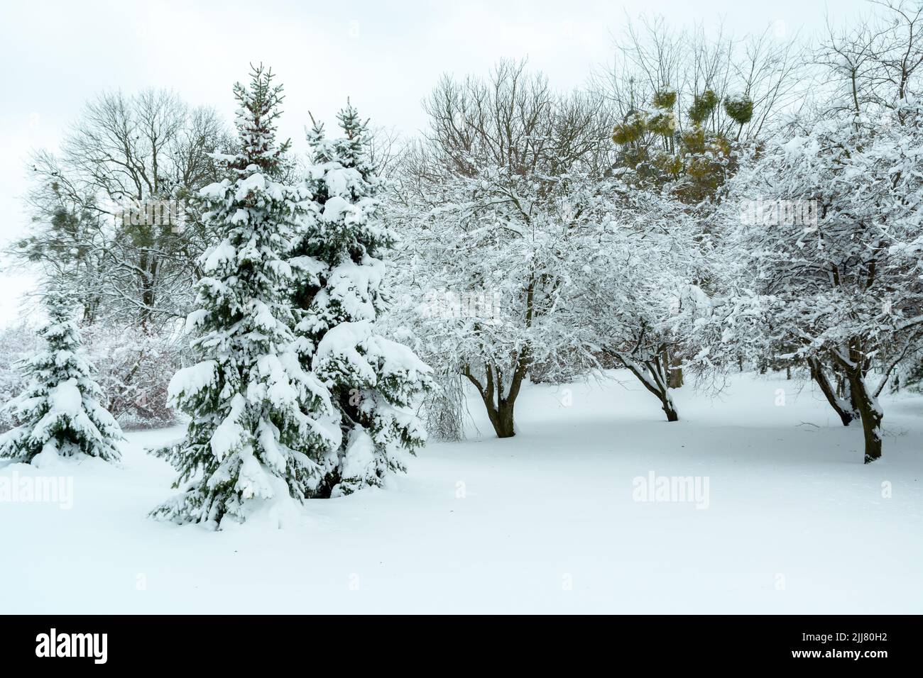 Trees in the park covered with snow, winter view Stock Photo