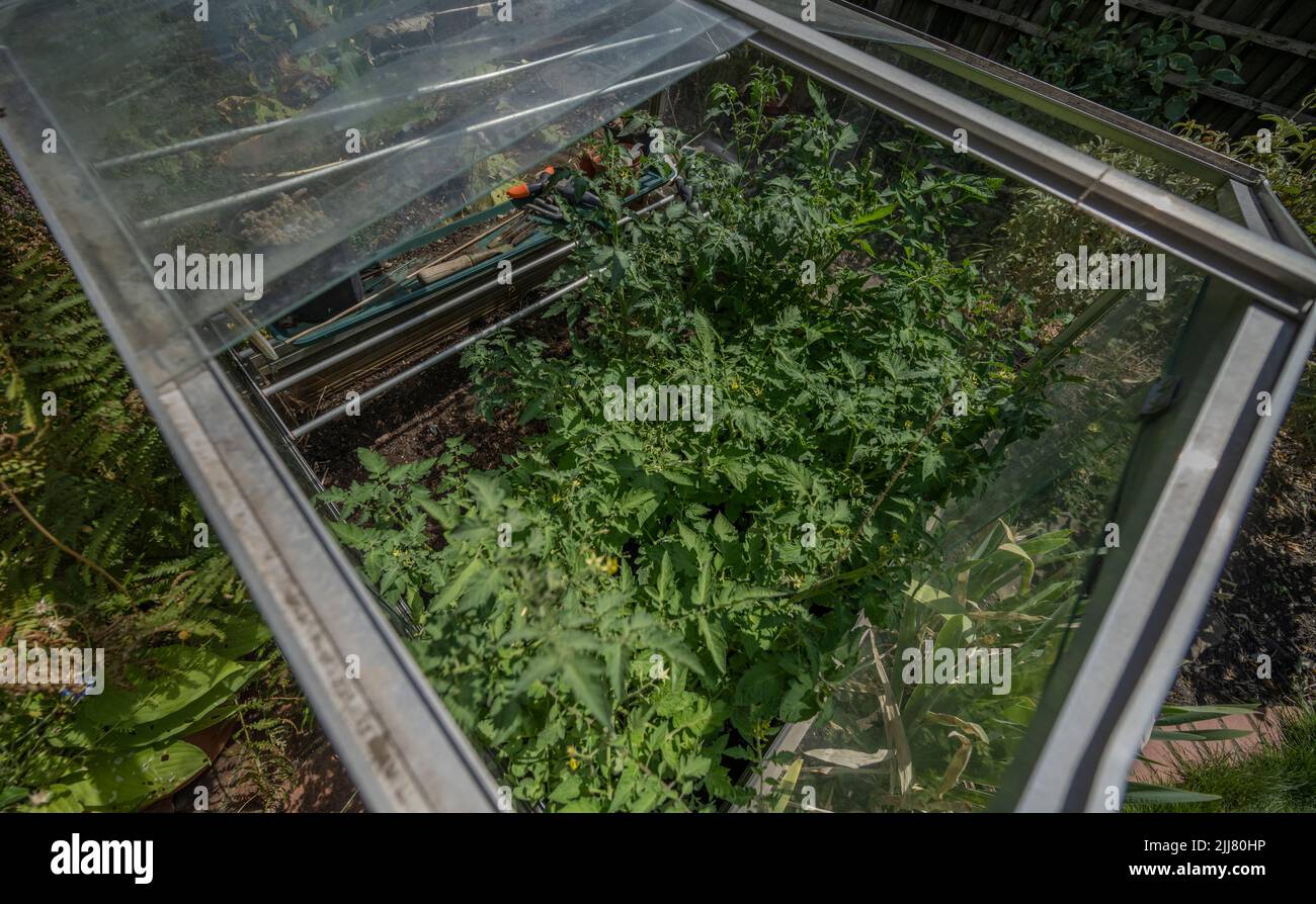 Wimbledon, London, UK. 23 July 2022. Tomato plants growing in a cold frame during the heatwave in July 2022 Stock Photo