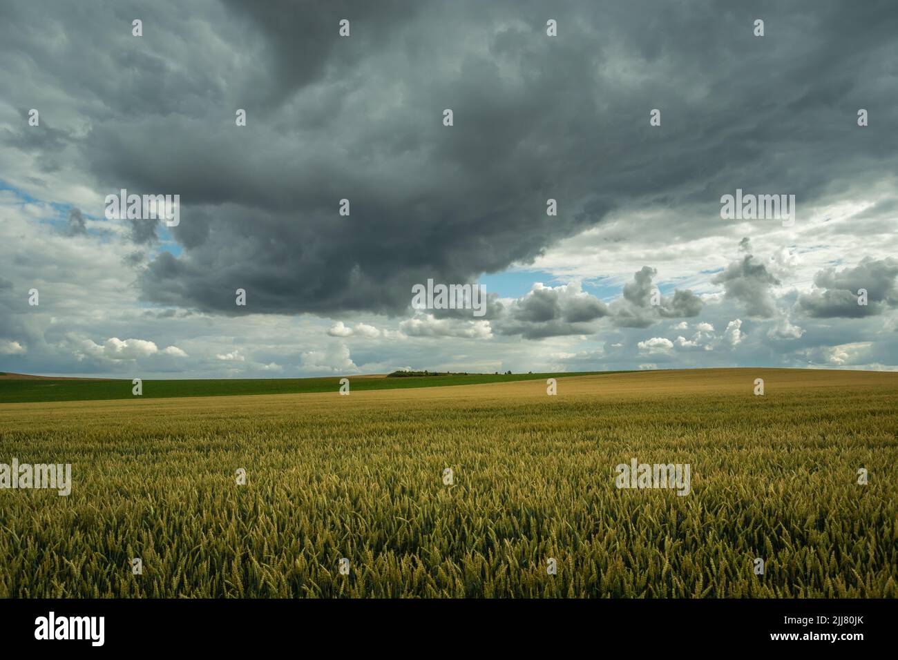 Huge wheat field and storm clouds in the sky, summer rural view Stock Photo