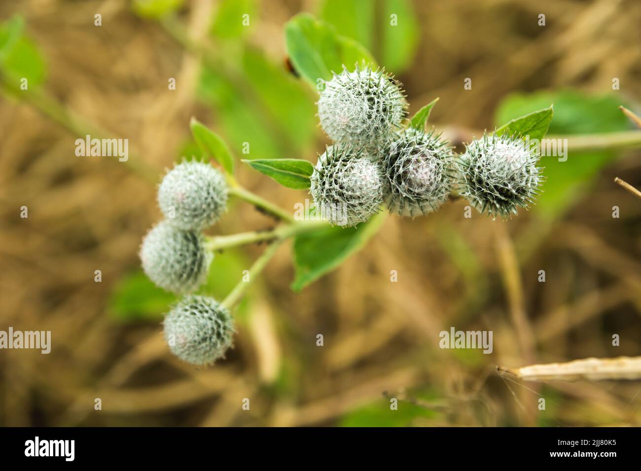 Prickly greater burdock plant on close up, summer view Stock Photo