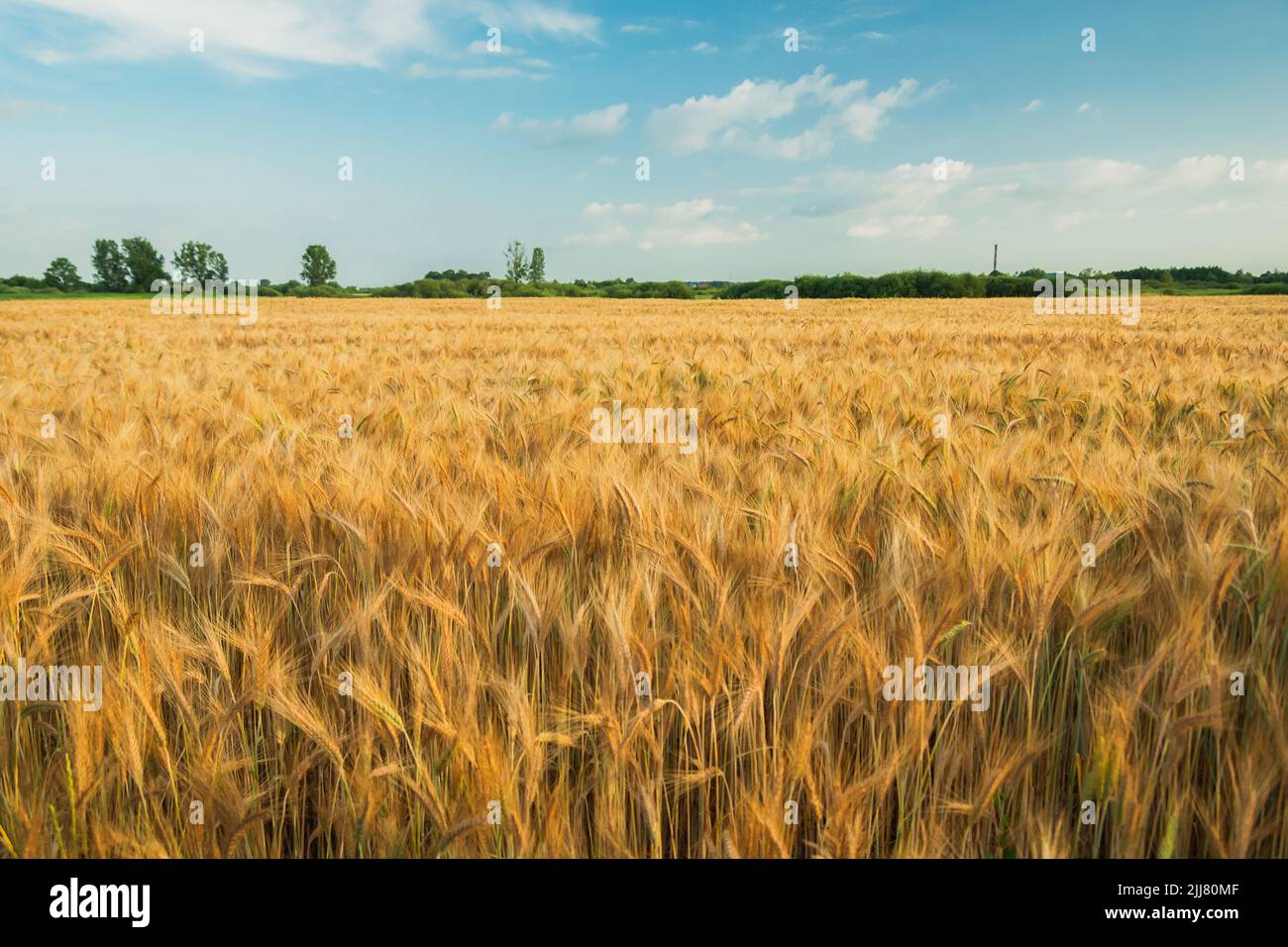 A golden field of barley and blue sky, rural landscape Stock Photo