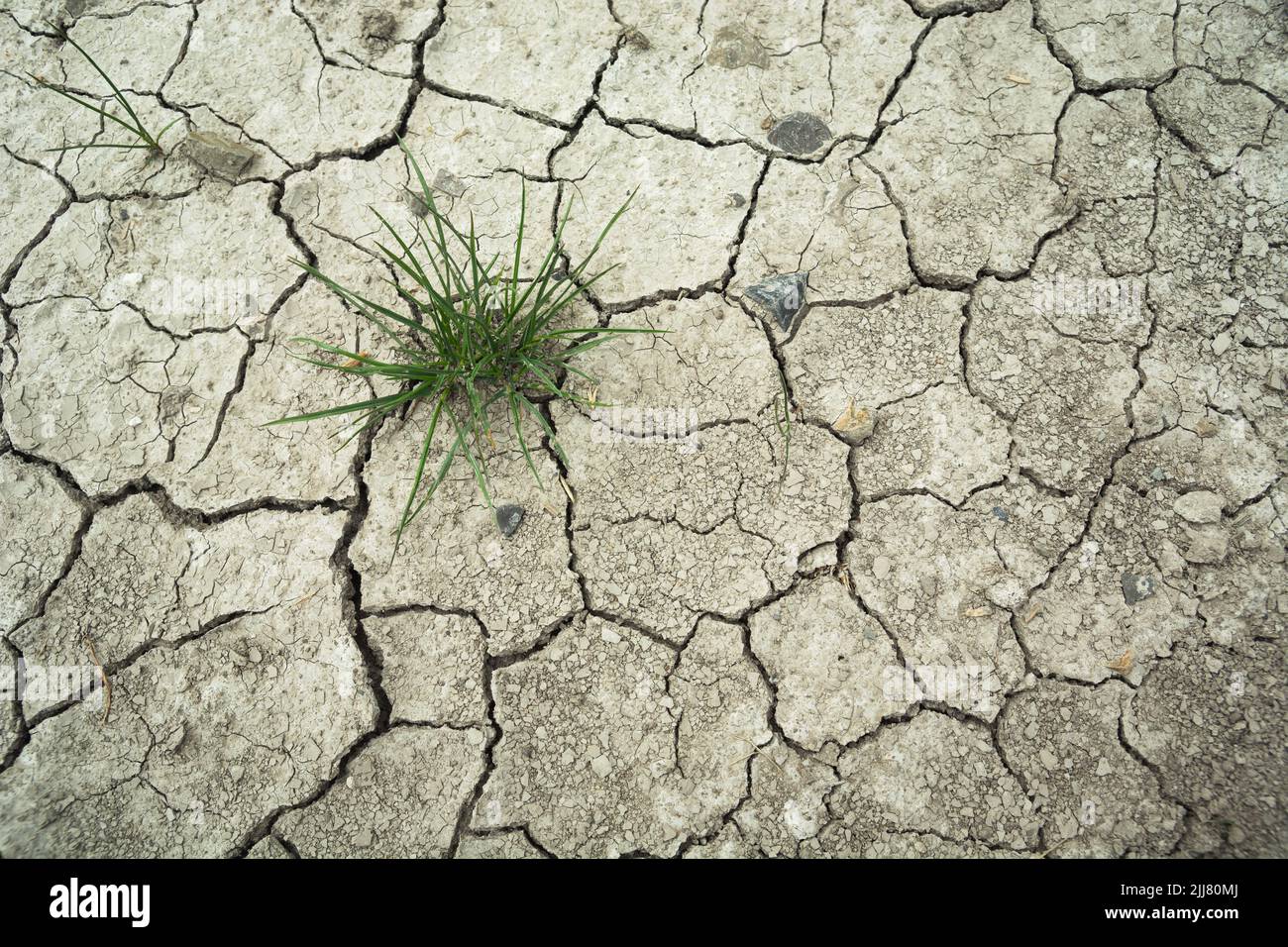 Clump of grass growing in dry and cracked soil, summer view Stock Photo