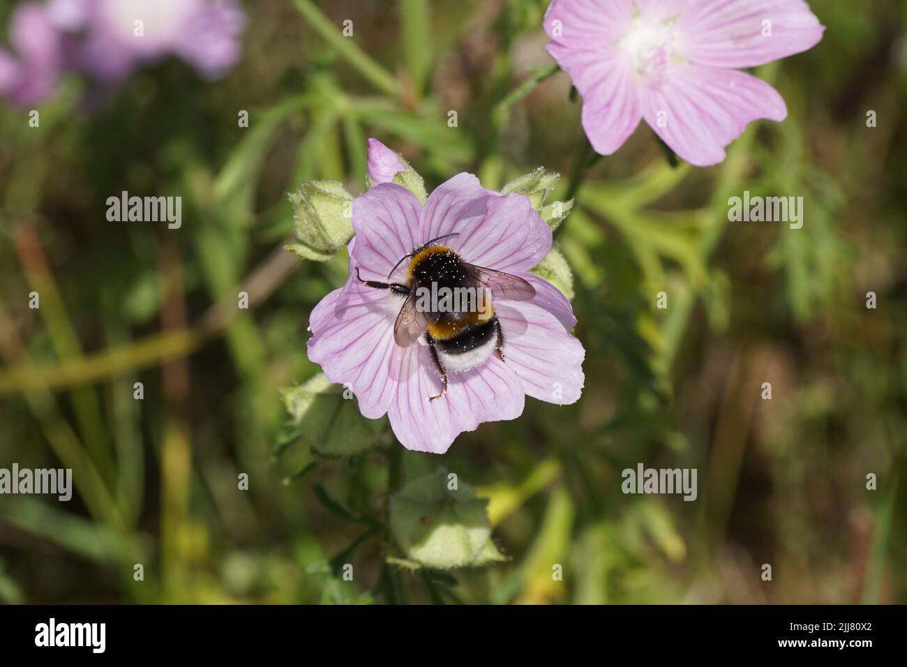 Bumblebee species in the Bombus terrestris-complex on flowers of mallow (Malva). Netherlands, summer, July Stock Photo
