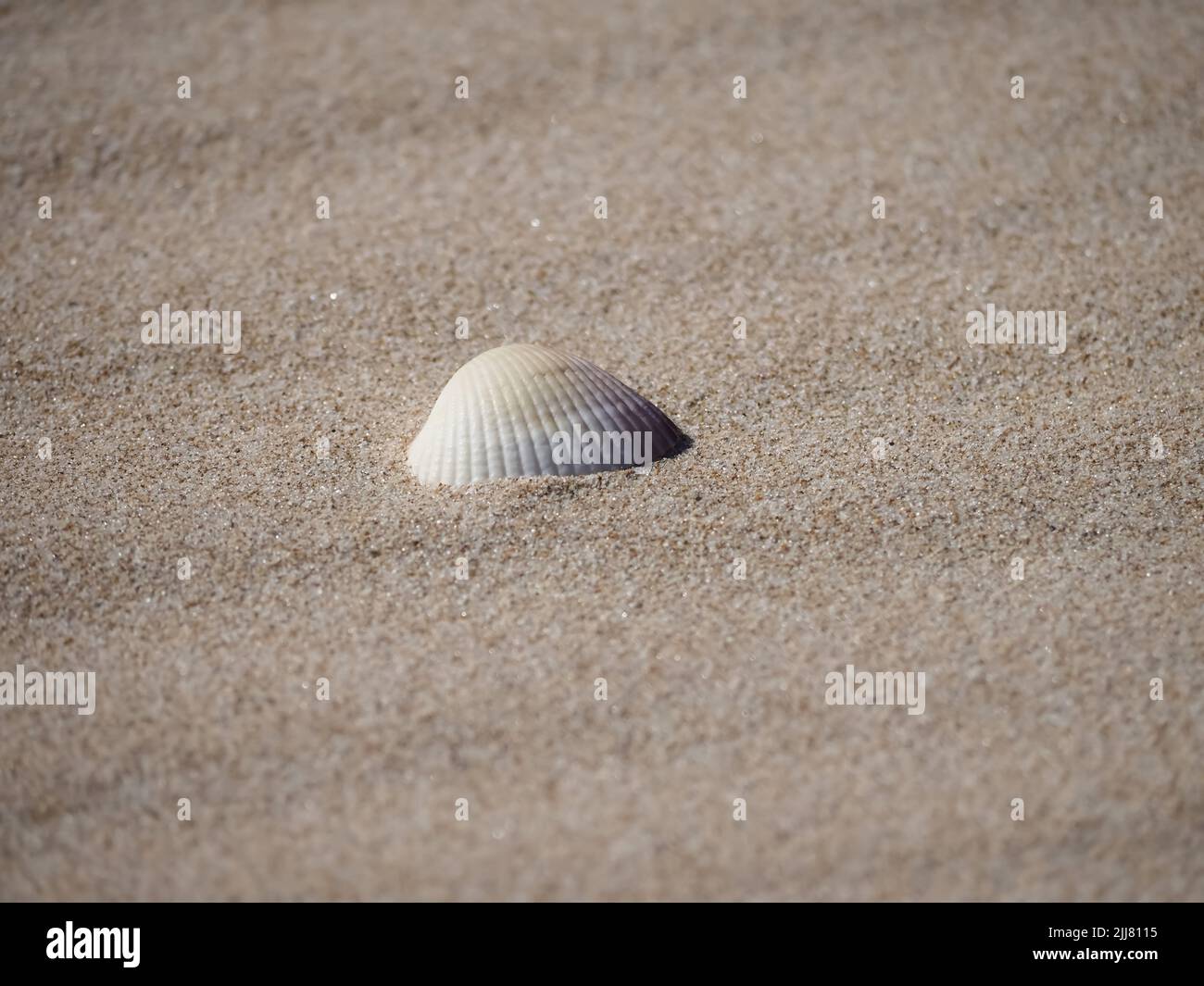 Minimalism - seashell on a sandy beach Stock Photo