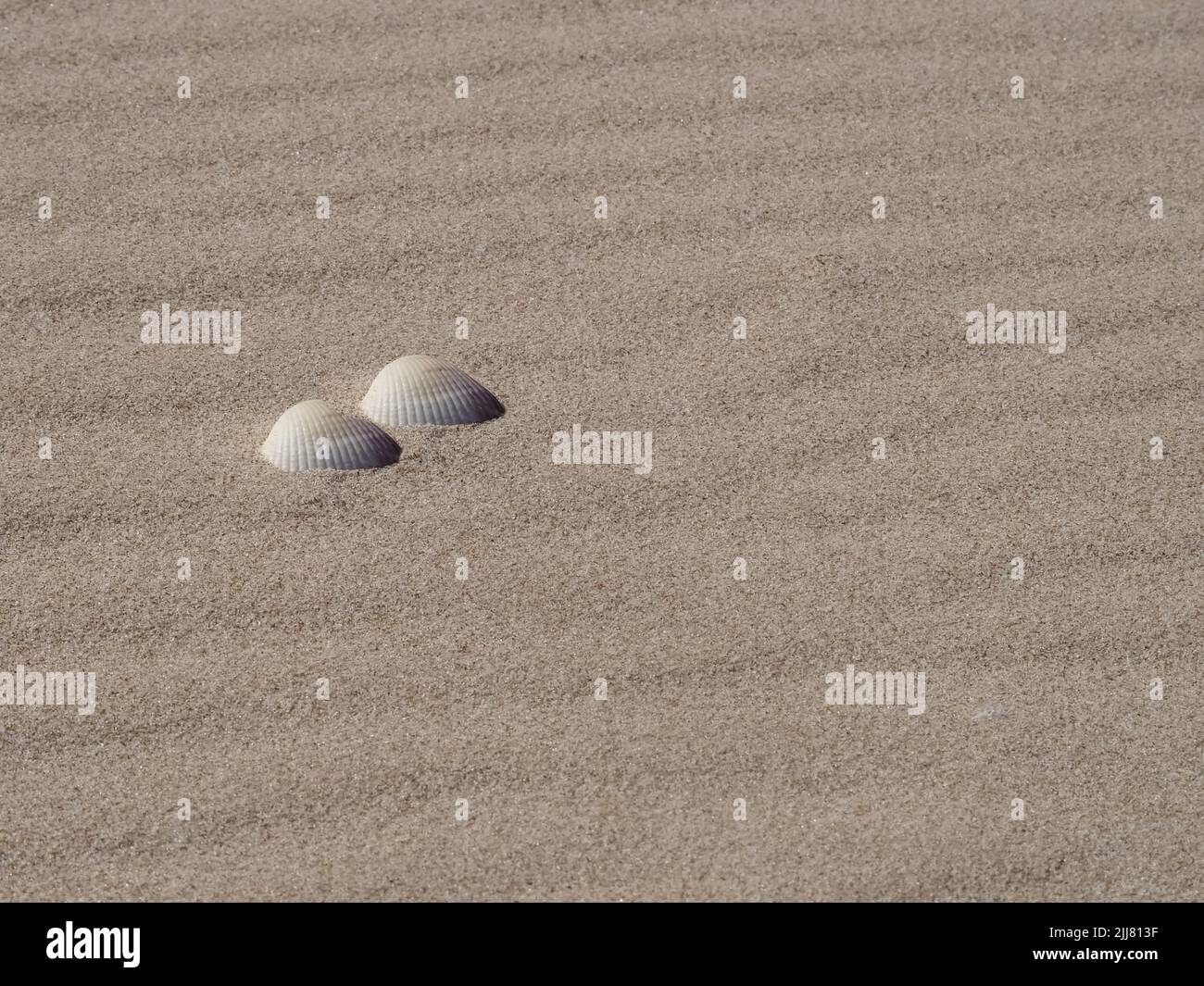 Minimalism - seashell on a sandy beach Stock Photo