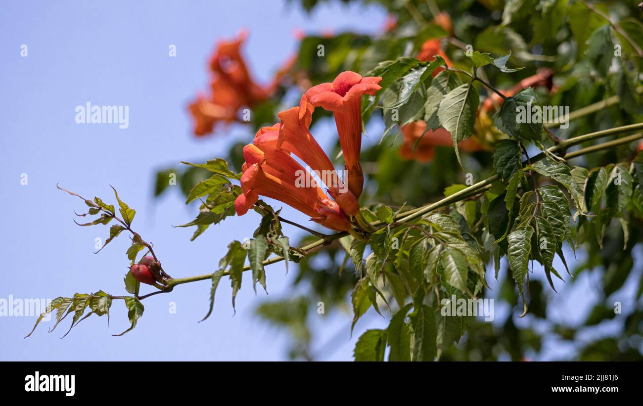 Closeup of flowers of Trumpet Vine (Campsis radicans) against a blue sky in summer Stock Photo