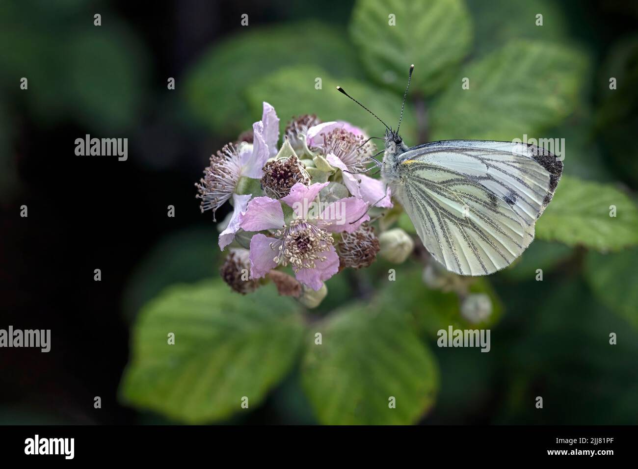 Closeup of Green-veined White butterfly (Pieris napi) on a bramble flower in a meadow Stock Photo